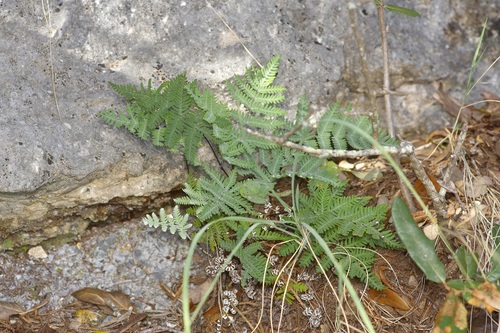 Copeland's Cloak Fern (Notholaena copelandii)