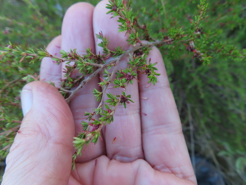 Image of Cliffortia serpyllifolia by (c) linkie, some rights reserved (CC BY)