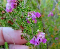 Erica melanthera
