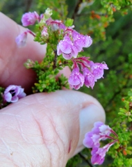 Erica melanthera