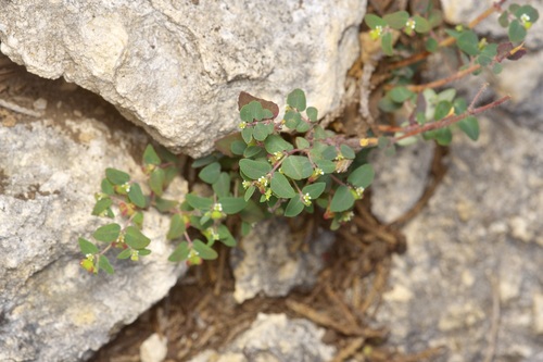 Hairy Sandmat (Euphorbia villifera)