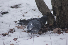 Columba livia domestica