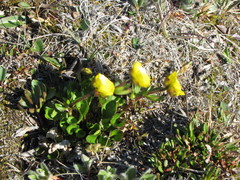 Ranunculus sulphureus