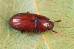 Uloma culinaris