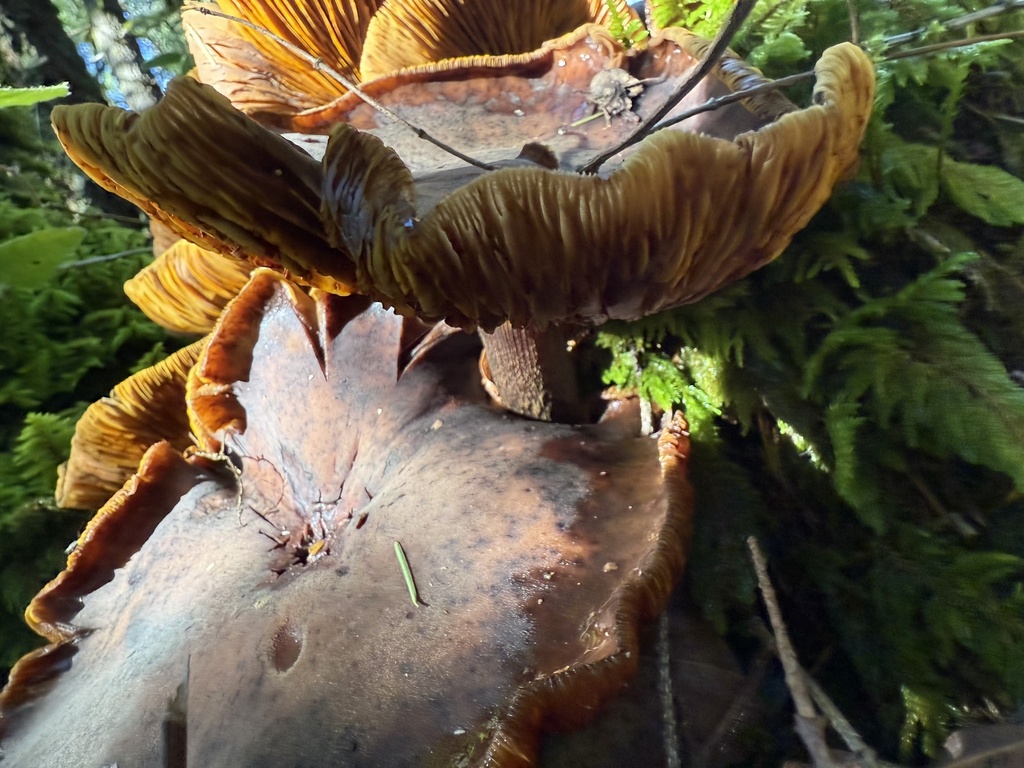 Armillaria mellea · November 2025 · photo: © hllrnnr (iNaturalist, cc0)