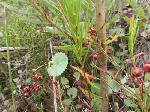 Image of Erica polifolia by (c) linkie, some rights reserved (CC BY)