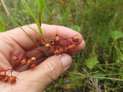Erica polifolia
