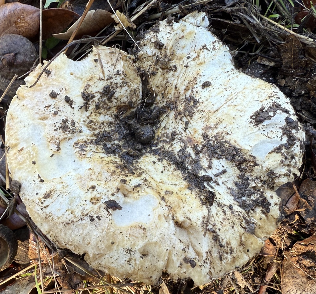 Russula brevipes · November 2025 · photo: © hllrnnr (iNaturalist, cc0)