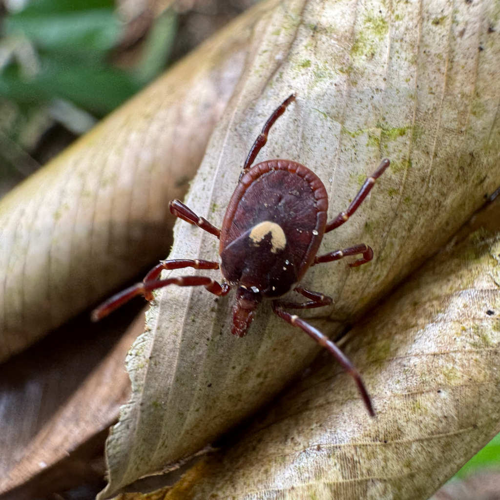 Amblyomma tholloni
