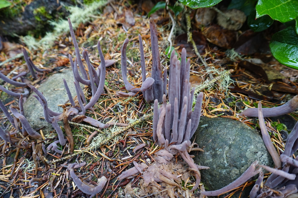 Alloclavaria purpurea · November 2025 · photo: © murray39 (iNaturalist, cc-by)