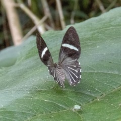 Erateina artabates