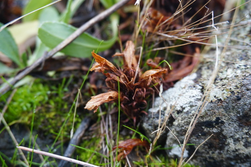 California Broomrape (Aphyllon californicum)