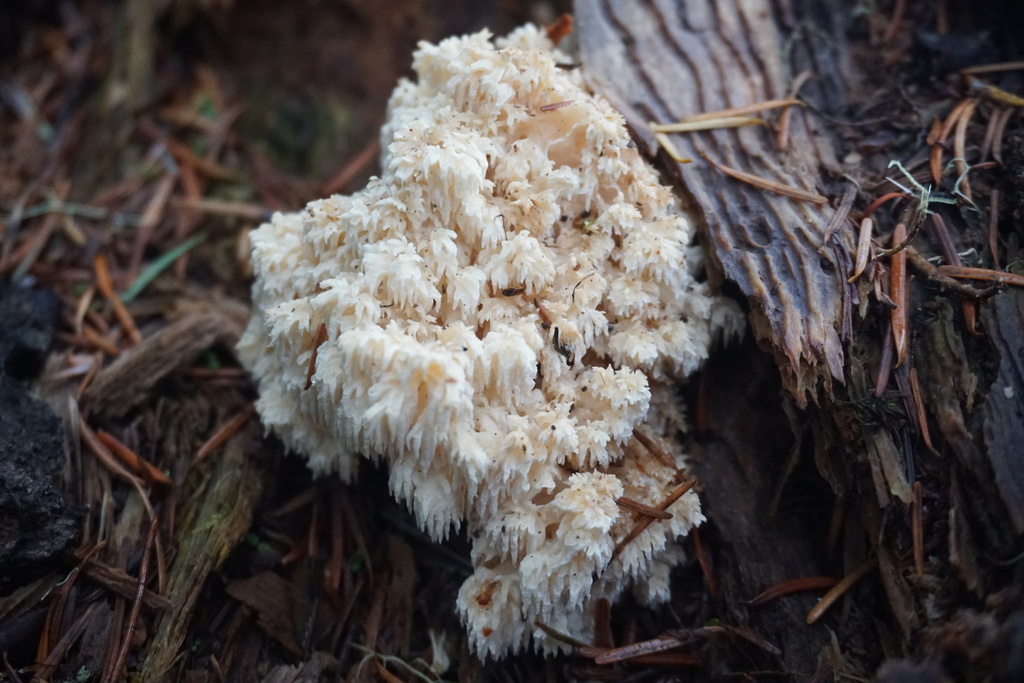 Hericium abietis · November 2025 · photo: © murray39 (iNaturalist, cc-by)