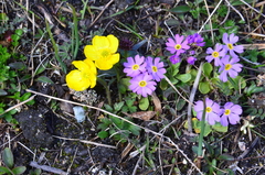 Ranunculus turneri