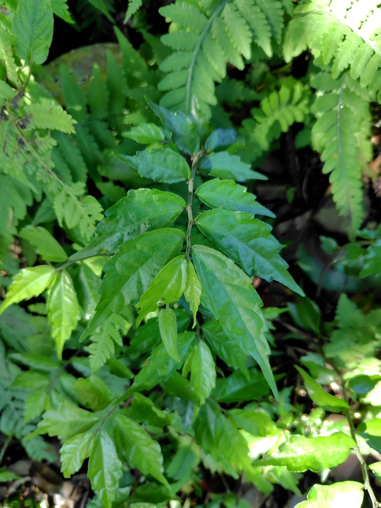 Pellionia
