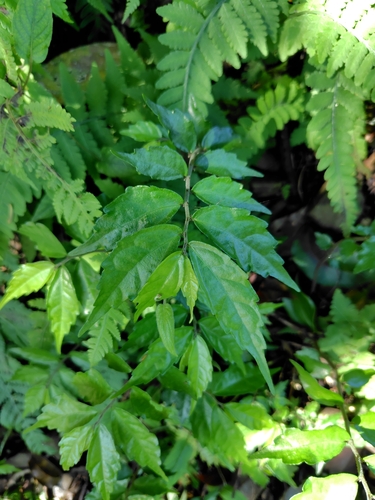 Satin Pellionia