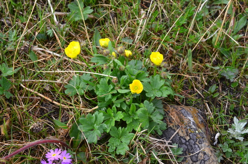 Ranunculus turneri