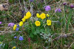 Ranunculus turneri