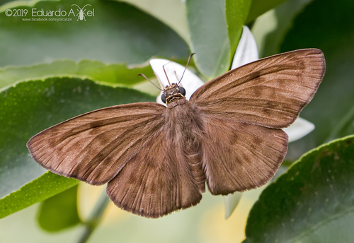 Hermit Skipper Wildlife And Wildflowers Of Texas Moths Inaturalist