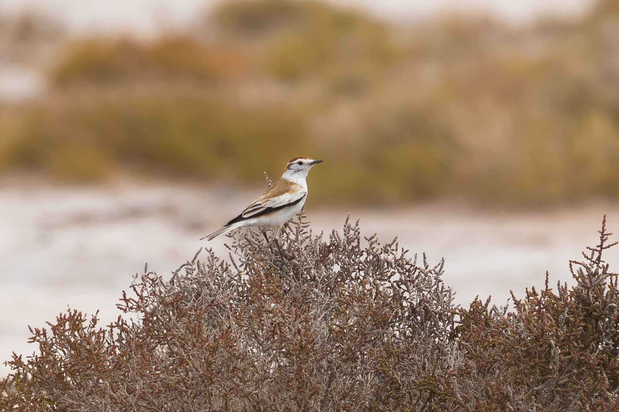 Salinas Monjita (Neoxolmis salinarum), photo 8