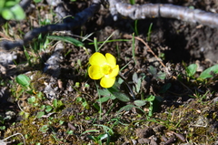 Ranunculus turneri
