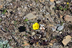 Ranunculus turneri