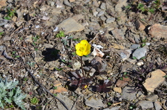Ranunculus turneri
