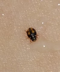 Hyperaspis festiva