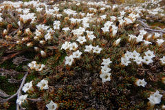 Dracophyllum prostratum