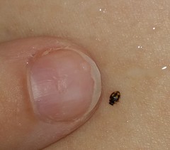 Hyperaspis festiva