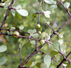 Coprosma parviflora
