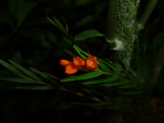 Isochilus aurantiacus