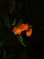 Isochilus aurantiacus