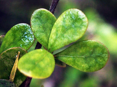 Coprosma parviflora