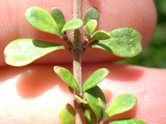 Coprosma parviflora