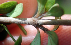 Coprosma parviflora