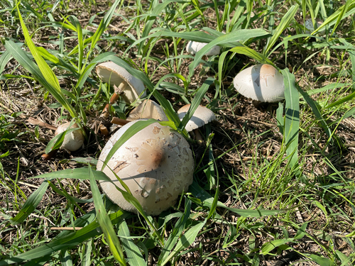 Chlorophyllum molybdites