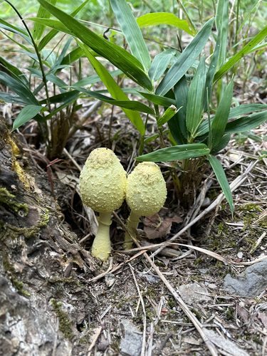Leucocoprinus birnbaumii
