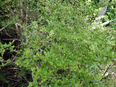 Coprosma parviflora