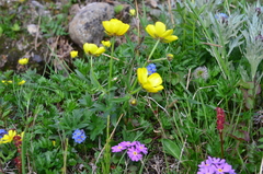Ranunculus turneri