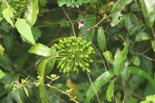 South-Indian Uvaria (Uvaria narum)