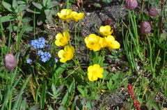 Ranunculus turneri