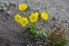 Ranunculus turneri