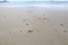 Aeodes nitidissima