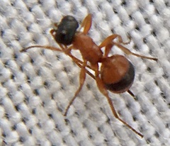 Gelis melanocephalus