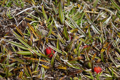 Astelia linearis