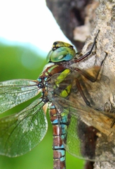 Aeshna crenata