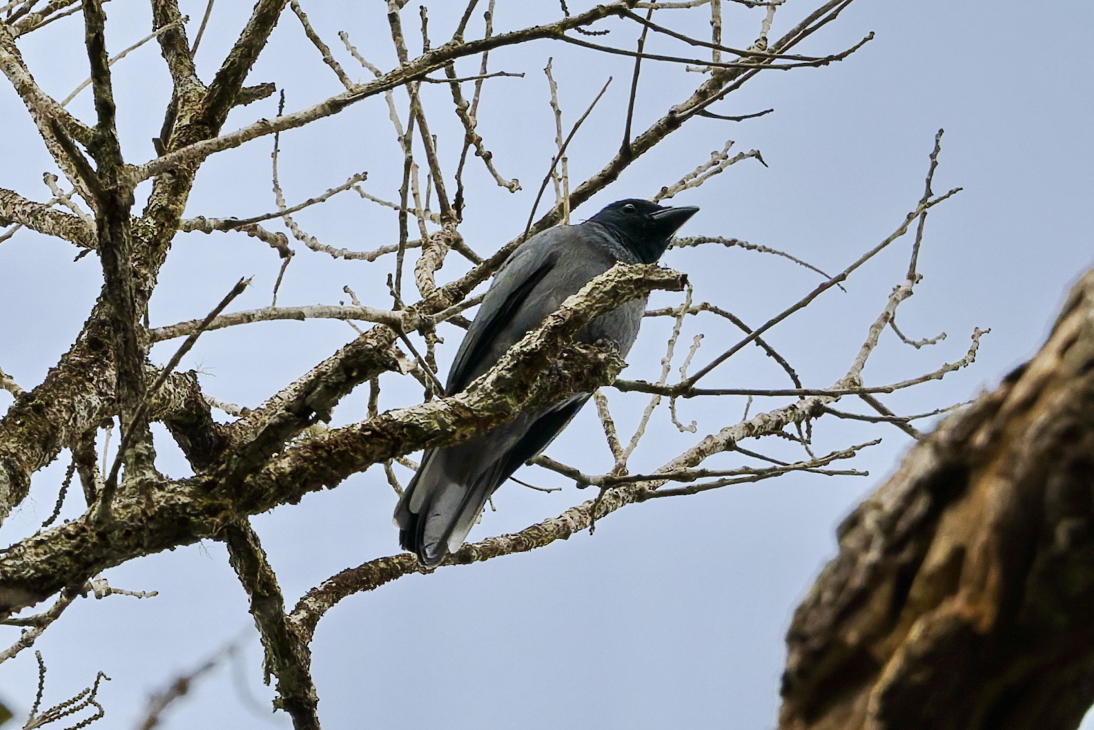 Sunda Cuckooshrike (Coracina larvata), photo 3