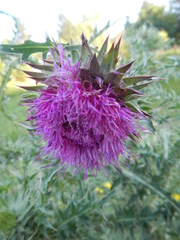 Carduus nutans nutans