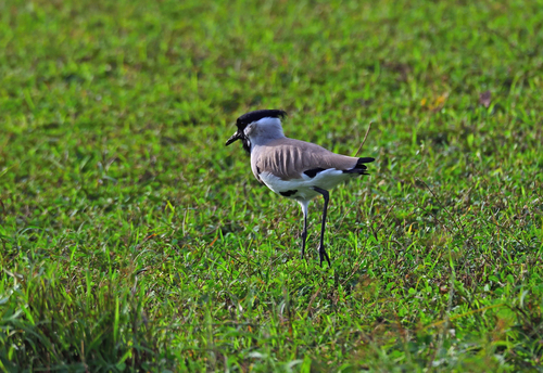River Lapwing